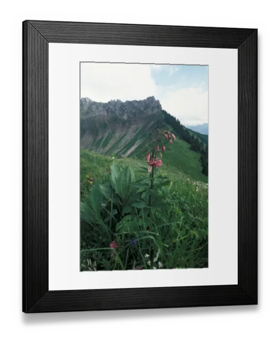Framed Print : Martagon Lily (Lilium martagon) French Alps Framed Print : Martagon Lily (Lilium martagon) French Alps