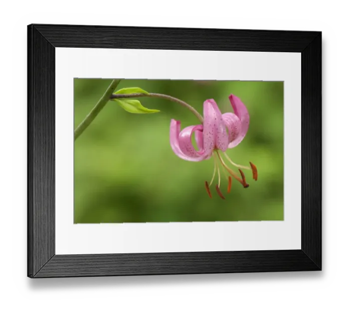 Framed Print : Martagon Lily (Lilium martagon) close-up of flower, Italy, july Framed Print : Martagon Lily (Lilium martagon) close-up of flower, Italy, july
