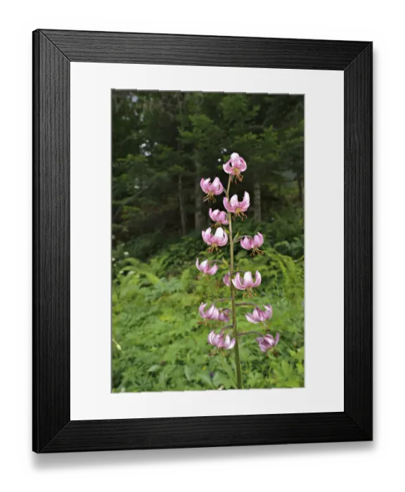 Framed Print : Martagon Lily (Lilium martagon) flowering, Italy, july Framed Print : Martagon Lily (Lilium martagon) flowering, Italy, july