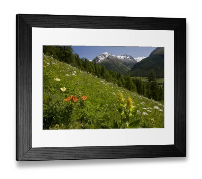 Framed Print : Orange Lily (Lilium bulbiferum), Great Yellow Gentian (Gentiana lutea) and other wildflowers flowering, growing on alpine slope habitat, above Pontresina, Engadin, Swiss Alps, Switzerland, june Framed Print : Orange Lily (Lilium bulbiferum), Great Yellow Gentian (Gentiana lutea) and other wildflowers flowering, growing on alpine slope habitat, above Pontresina, Engadin, Swiss Alps, Switzerland, june
