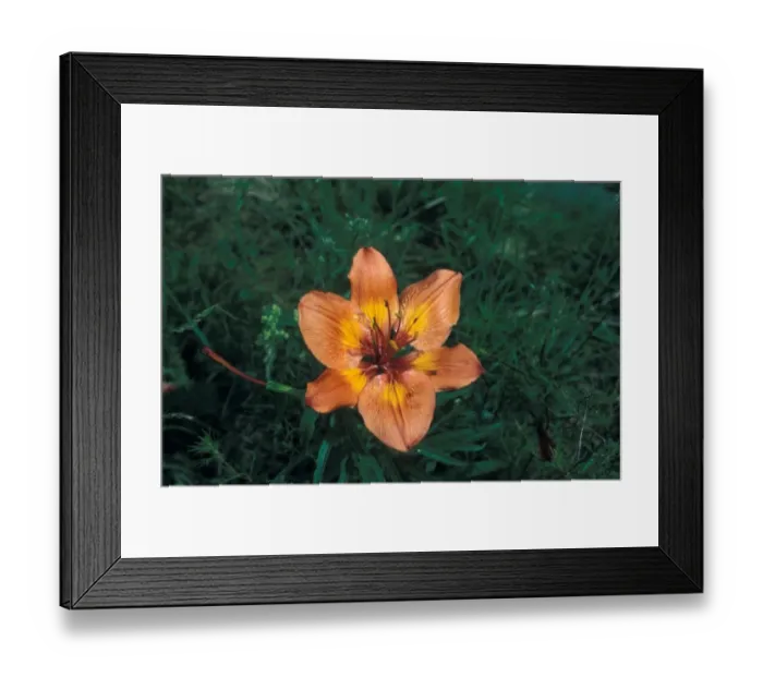 Framed Print : Orange Lily (Lilium bulbiferum) Switzerland