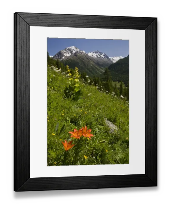 Framed Print : Orange Lily (Lilium bulbiferum), Great Yellow Gentian (Gentiana lutea) and other wildflowers flowering, growing on alpine slope habitat, above Pontresina, Engadin, Swiss Alps, Switzerland, june Framed Print : Orange Lily (Lilium bulbiferum), Great Yellow Gentian (Gentiana lutea) and other wildflowers flowering, growing on alpine slope habitat, above Pontresina, Engadin, Swiss Alps, Switzerland, june
