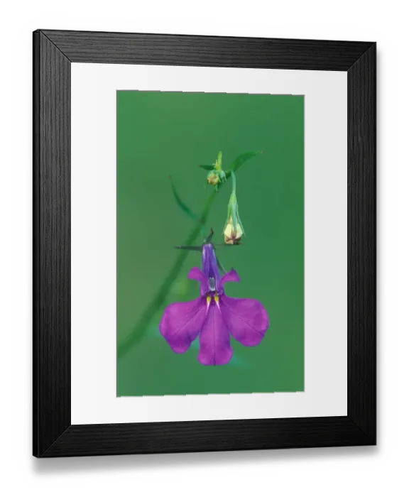 Framed Print : Lobelia (Lobelia erinus) With flower and buds