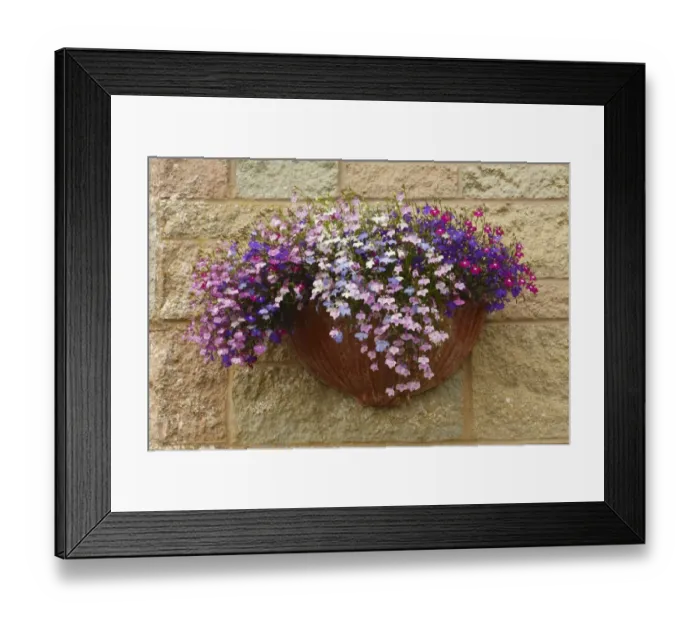 Framed Print : Lobelia (Lobelia erinus) flowering, growing in wall pot, Powys, Wales, august Framed Print : Lobelia (Lobelia erinus) flowering, growing in wall pot, Powys, Wales, august
