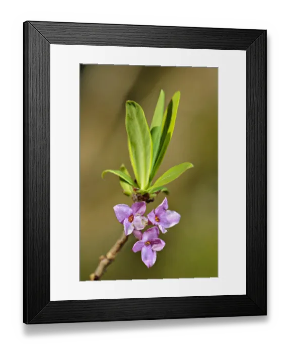 Framed Print : Mezereon (Daphne mezereum) close-up of leaves and flowers, Italy, may Framed Print : Mezereon (Daphne mezereum) close-up of leaves and flowers, Italy, may