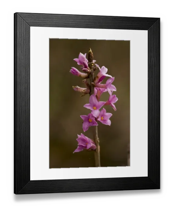Framed Print : Mezereon (Daphne mezereum) close-up of flowers, Bulgaria, may Framed Print : Mezereon (Daphne mezereum) close-up of flowers, Bulgaria, may