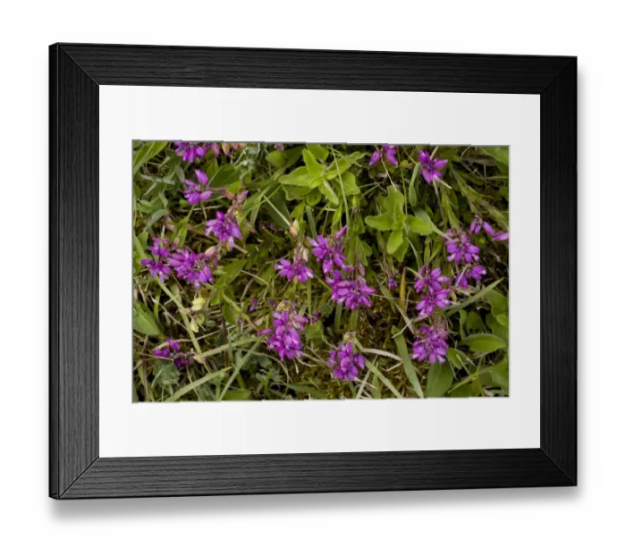 Framed Print : Common Milkwort (Polygala vulgaris) flowering, Powerstock Common Nature Reserve, Dorset, England, may Framed Print : Common Milkwort (Polygala vulgaris) flowering, Powerstock Common Nature Reserve, Dorset, England, may