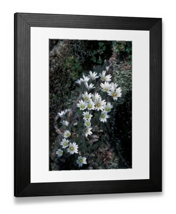 Framed Print : Flower - Mouse-eared Mountain (Cerastium arcticum ) Close-up of plant in flower / moss Framed Print : Flower - Mouse-eared Mountain (Cerastium arcticum ) Close-up of plant in flower / moss