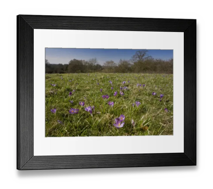Framed Print : Spring Crocus (Crocus vernus) flowering mass, growing in meadow habitat, Inkpen Crocus Field Reserve, Berkshire, England, march Framed Print : Spring Crocus (Crocus vernus) flowering mass, growing in meadow habitat, Inkpen Crocus Field Reserve, Berkshire, England, march