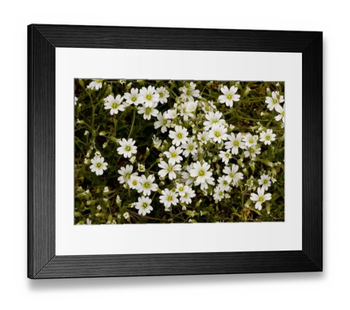 Framed Print : Field Mouse-ear (Cerastium arvense) flowering, Breckland, Norfolk, England, may Framed Print : Field Mouse-ear (Cerastium arvense) flowering, Breckland, Norfolk, England, may