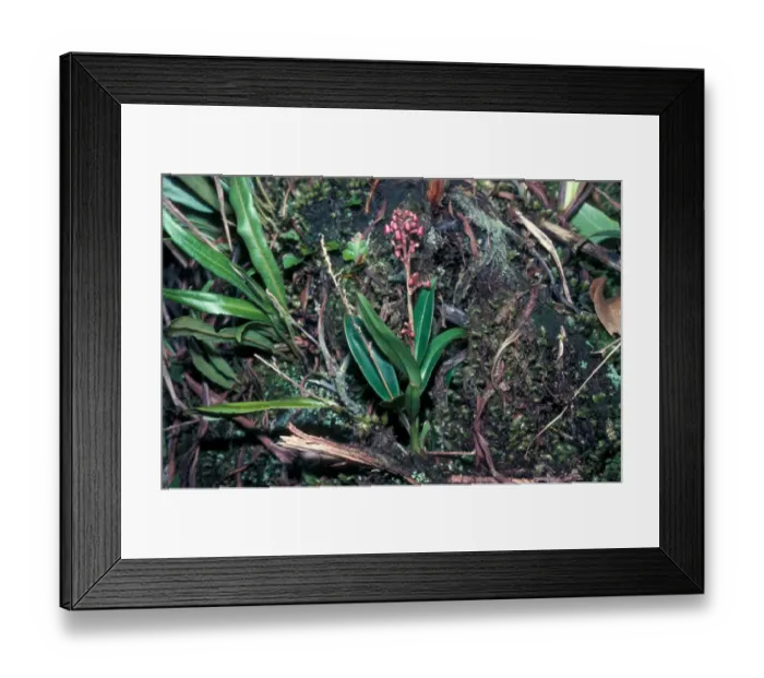 Framed Print : Orchid Angraecum maheense Mahe, Seychelles Framed Print : Orchid Angraecum maheense Mahe, Seychelles