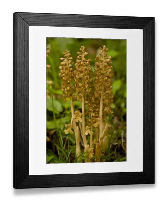 Framed Print : Bird's Nest Orchid (Neottia nidus-avis) flowering, growing in beech woodland, Slovenia, june Framed Print : Bird's Nest Orchid (Neottia nidus-avis) flowering, growing in beech woodland, Slovenia, june