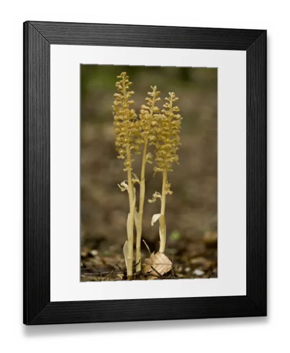 Framed Print : Bird's Nest Orchid (Neottia nidus-avis) flowering, growing in beech woodland, Slovenia, june Framed Print : Bird's Nest Orchid (Neottia nidus-avis) flowering, growing in beech woodland, Slovenia, june