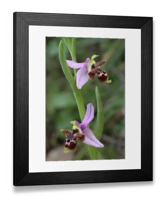 Framed Print : Horned Orchid (Ophrys cornuta) close-up of flowers, Peloponesos, Southern Greece, april Framed Print : Horned Orchid (Ophrys cornuta) close-up of flowers, Peloponesos, Southern Greece, april