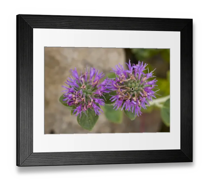 Framed Print : San Francisco Coyote Mint (Monardella villosa var. franciscana) close-up of flowers, California, U. S. A. november Framed Print : San Francisco Coyote Mint (Monardella villosa var. franciscana) close-up of flowers, California, U. S. A. november