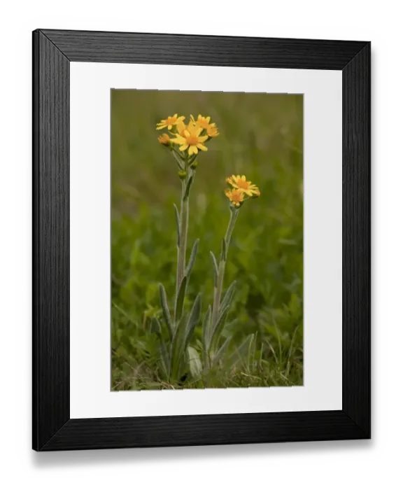 Framed Print : Field Fleawort (Tephroseris integrifolia ssp. integrifolia) flowering, growing on chalk downland, Martin Down, Hampshire, England, may Framed Print : Field Fleawort (Tephroseris integrifolia ssp. integrifolia) flowering, growing on chalk downland, Martin Down, Hampshire, England, may