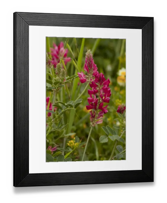 Framed Print : Italian Sainfoin (Hedysarum coronarium) flowering, legume cultivated for fodder, Italy, april Framed Print : Italian Sainfoin (Hedysarum coronarium) flowering, legume cultivated for fodder, Italy, april