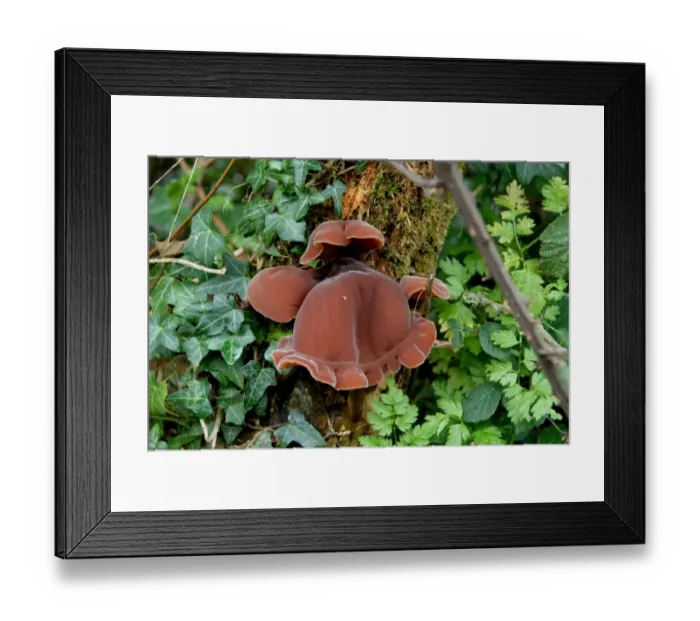 Framed Print : Jew's Ear Fungus (Auricularia auricula-judae) fruiting bodies, growing on elder tree in hedgerow, Wigginton, Hertfordshire, England, november Framed Print : Jew's Ear Fungus (Auricularia auricula-judae) fruiting bodies, growing on elder tree in hedgerow, Wigginton, Hertfordshire, England, november