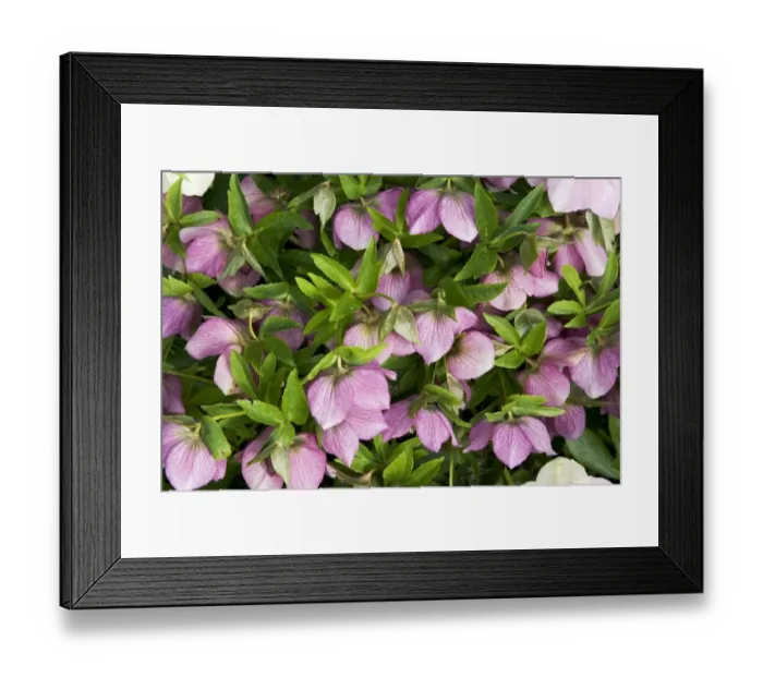 Framed Print : Lenten Hellebore (Helleborus orientalis) flowering, in garden, Essex, England, march Framed Print : Lenten Hellebore (Helleborus orientalis) flowering, in garden, Essex, England, march