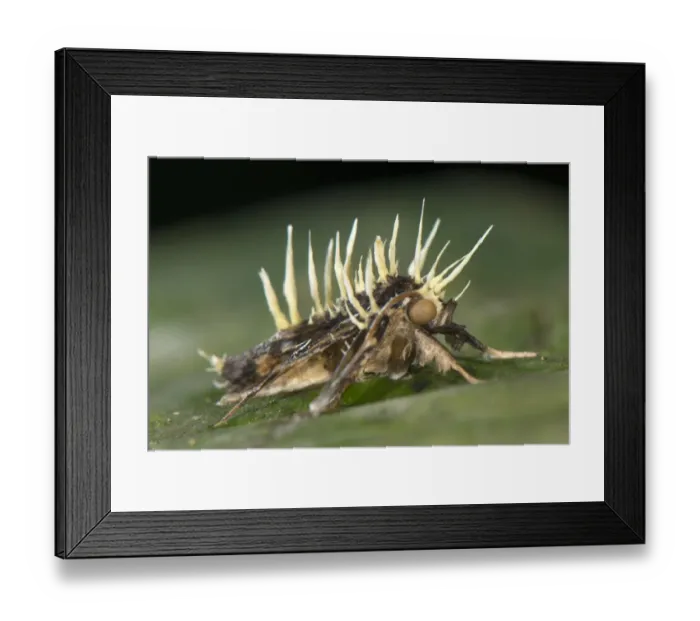 Framed Print : Sac Fungus (Cordyceps tuberculata) fruiting bodies emerged from dead parasitized moth, Manu Road, Departemento Cuzco, Andes, Peru Framed Print : Sac Fungus (Cordyceps tuberculata) fruiting bodies emerged from dead parasitized moth, Manu Road, Departemento Cuzco, Andes, Peru