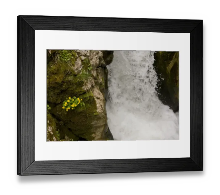 Framed Print : Leopard's Bane (Doronicum columnae) flowering, growing on rocks beside waterfall, River Trigrad, Trigrad Gorge, Rhodopi Mountains, Bulgaria, may Framed Print : Leopard's Bane (Doronicum columnae) flowering, growing on rocks beside waterfall, River Trigrad, Trigrad Gorge, Rhodopi Mountains, Bulgaria, may