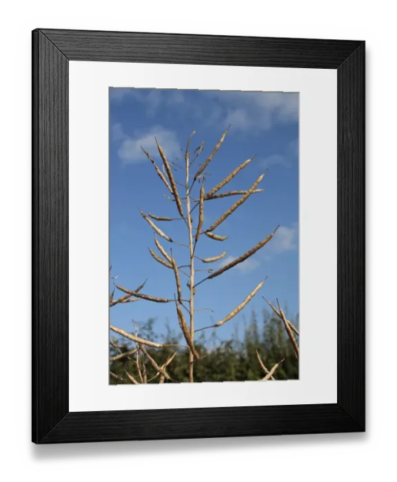Framed Print : Swede (Brassica napobrassica) close-up of seedpods, in garden allotment, Suffolk, England, july Framed Print : Swede (Brassica napobrassica) close-up of seedpods, in garden allotment, Suffolk, England, july