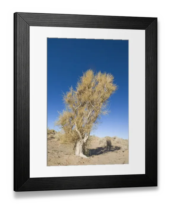 Framed Print : Saxaul (Haloxylon sp. ) habit, growing in desert, Khongoryn Els Sand Dunes, Southern Gobi Desert, Mongolia, october