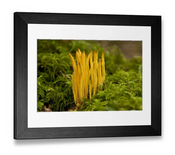 Framed Print : Golden Spindles (Clavulinopsis fusiformis) fruiting bodies, growing amongst moss on bank in old woodland, Wiltshire, England, september Framed Print : Golden Spindles (Clavulinopsis fusiformis) fruiting bodies, growing amongst moss on bank in old woodland, Wiltshire, England, september