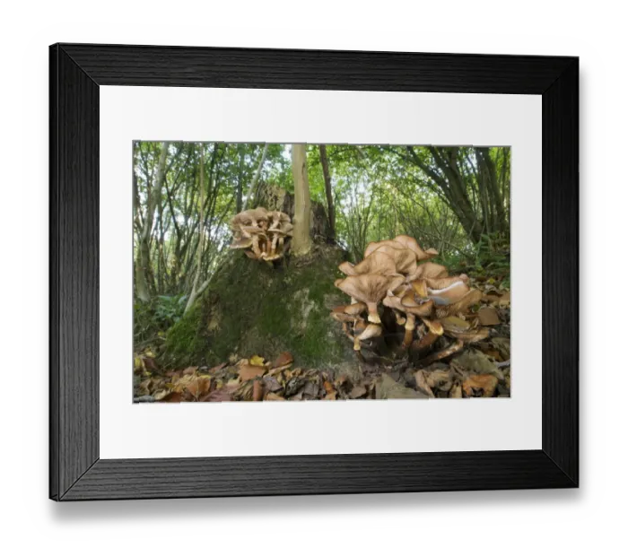 Framed Print : Honey Fungus (Armillaria mellea) fruiting bodies, growing on Common Ash (Fraxinus excelsior) stool, in coppice woodland habitat, Kent, England, october Framed Print : Honey Fungus (Armillaria mellea) fruiting bodies, growing on Common Ash (Fraxinus excelsior) stool, in coppice woodland habitat, Kent, England, october