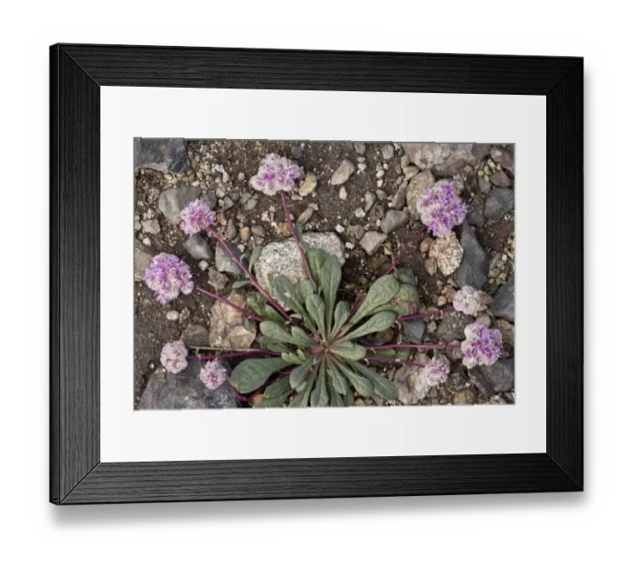 Framed Print : One-seeded Pussypaws (Calyptridium monospermum) flowering, growing on volcanic gravel, Cone Peak, Cascade Mountains, Oregon, U. S. A. july Framed Print : One-seeded Pussypaws (Calyptridium monospermum) flowering, growing on volcanic gravel, Cone Peak, Cascade Mountains, Oregon, U. S. A. july
