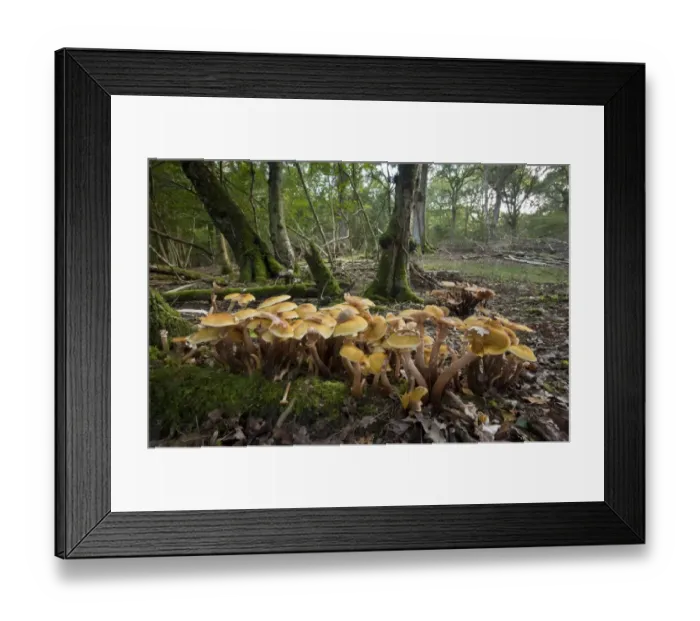 Framed Print : Honey Fungus (Armillaria mellea) fruiting bodies, clumps growing on logs in old broad-leaved woodland habitat, Wiltshire, England, september Framed Print : Honey Fungus (Armillaria mellea) fruiting bodies, clumps growing on logs in old broad-leaved woodland habitat, Wiltshire, England, september
