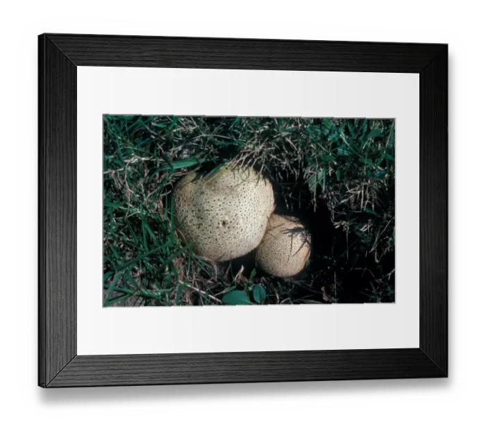 Framed Print : Common Earth-ball Fungus (Scleroderma citrinum) Framed Print : Common Earth-ball Fungus (Scleroderma citrinum)