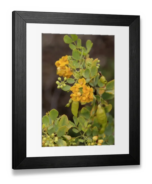 Framed Print : Oval-leaved Cassia (Senna artemisioides) close-up of flowers and leaves, Outback, Northern Territory, Australia Framed Print : Oval-leaved Cassia (Senna artemisioides) close-up of flowers and leaves, Outback, Northern Territory, Australia