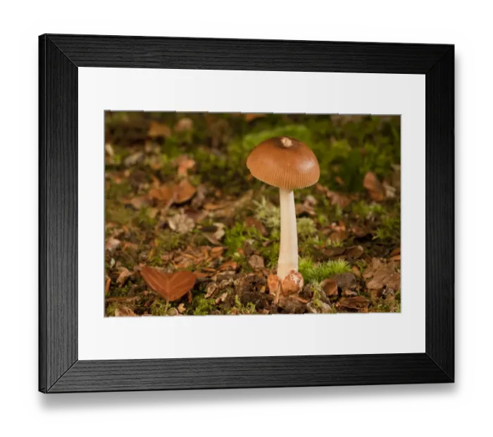 Framed Print : Tawny Grisette (Amanita fulva) fruiting body, growing under beech trees, New Forest, Hampshire, England, september Framed Print : Tawny Grisette (Amanita fulva) fruiting body, growing under beech trees, New Forest, Hampshire, England, september