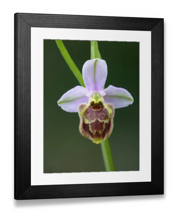 Framed Print : Candid Orchid (Ophrys candica) close-up of flower, Peloponesos, Southern Greece, april Framed Print : Candid Orchid (Ophrys candica) close-up of flower, Peloponesos, Southern Greece, april