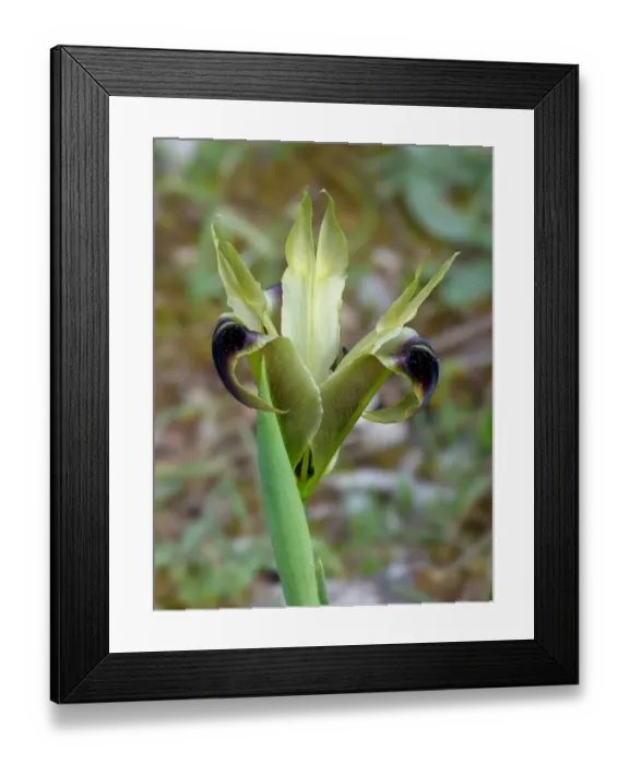 Framed Print : Black-widow Iris (Hermodactylus tuberosus) flowering, growing on mediterranean macchia, Peloponesos, Southern Greece, april Framed Print : Black-widow Iris (Hermodactylus tuberosus) flowering, growing on mediterranean macchia, Peloponesos, Southern Greece, april