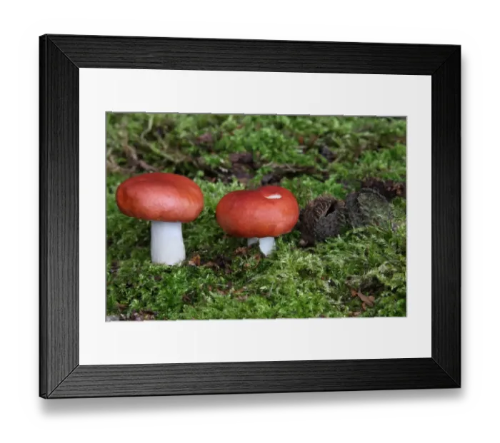 Framed Print : Rosy Brittlegill (Russula rosea) fruiting bodies, growing amongst moss on woodland floor, Leicestershire, England, september Framed Print : Rosy Brittlegill (Russula rosea) fruiting bodies, growing amongst moss on woodland floor, Leicestershire, England, september