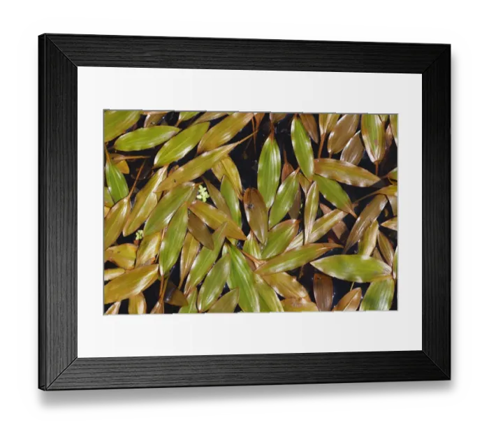 Framed Print : Bog Pondweed (Potamogeton polygonifolius) leaves, floating on bog pool, Powys, Wales, september Framed Print : Bog Pondweed (Potamogeton polygonifolius) leaves, floating on bog pool, Powys, Wales, september