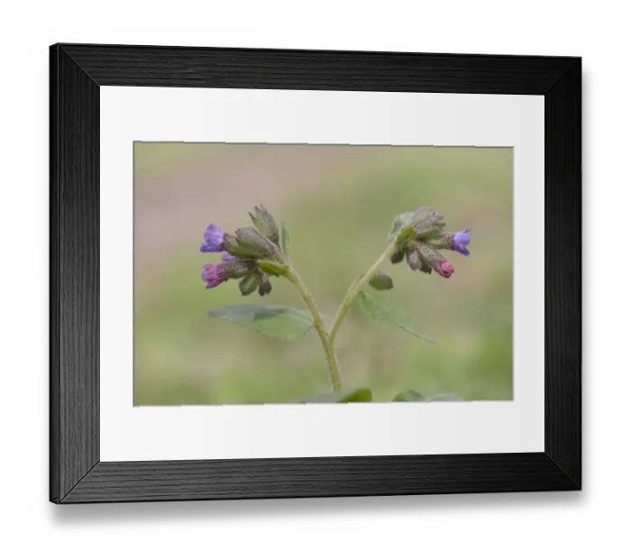Framed Print : Suffolk Lungwort (Pulmonaria obscura) flowering, Gittin Wood, Suffolk, England, april Framed Print : Suffolk Lungwort (Pulmonaria obscura) flowering, Gittin Wood, Suffolk, England, april