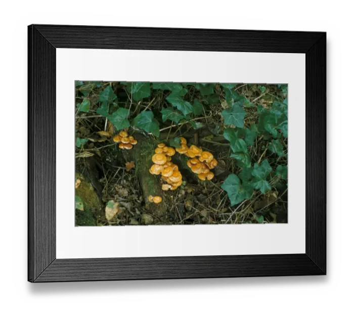 Framed Print : Fungi - Galerina Marginata Framed Print : Fungi - Galerina Marginata
