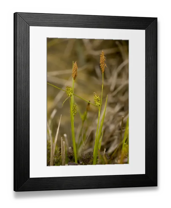 Framed Print : Long-stalked Yellow-sedge (Carex lepidocarpa) flowering, Market Weston Fen, Market Weston, Little Ouse Valley, Suffolk, England, may Framed Print : Long-stalked Yellow-sedge (Carex lepidocarpa) flowering, Market Weston Fen, Market Weston, Little Ouse Valley, Suffolk, England, may