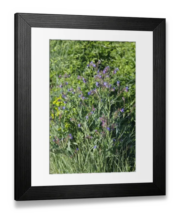 Framed Print : Large Blue Alkanet (Anchusa azurea) flowering, near Minerve, Herault, Languedoc-Roussillon, France, may