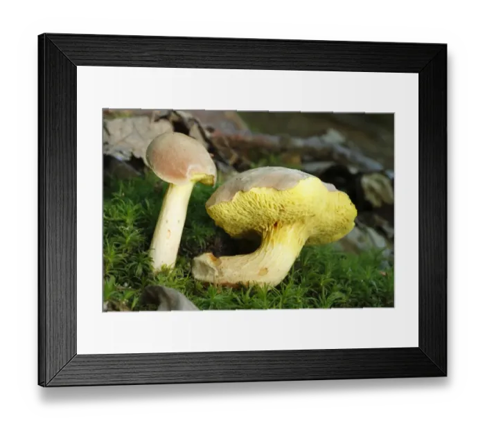Framed Print : Iodine Bolete (Boletus impolitus) two fruiting bodies, partially eaten by slugs, growing in oak woodland, Powys, Wales, august Framed Print : Iodine Bolete (Boletus impolitus) two fruiting bodies, partially eaten by slugs, growing in oak woodland, Powys, Wales, august