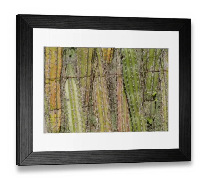 Framed Print : Candle Cactus (Ritterocereus griseus) close-up of stems, used for livestock fencing, Bonaire, Leeward Antilles, Lesser Antilles, Caribbean Framed Print : Candle Cactus (Ritterocereus griseus) close-up of stems, used for livestock fencing, Bonaire, Leeward Antilles, Lesser Antilles, Caribbean