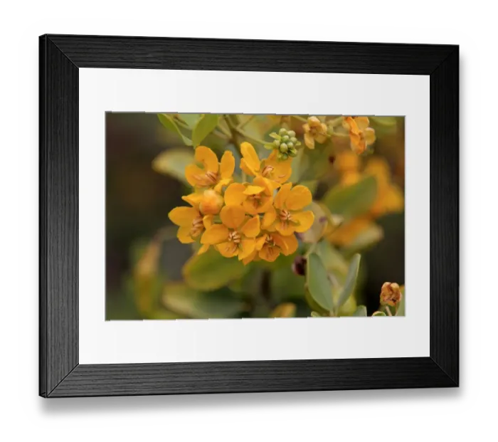 Framed Print : Oval-leaved Cassia (Senna artemisioides) close-up of flowers, Outback, Northern Territory, Australia Framed Print : Oval-leaved Cassia (Senna artemisioides) close-up of flowers, Outback, Northern Territory, Australia