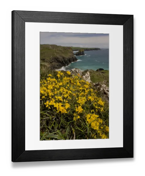 Framed Print : Hairy Greenweed (Genista pilosa) flowering, growing in clifftop habitat, The Lizard, Cornwall, England, may Framed Print : Hairy Greenweed (Genista pilosa) flowering, growing in clifftop habitat, The Lizard, Cornwall, England, may