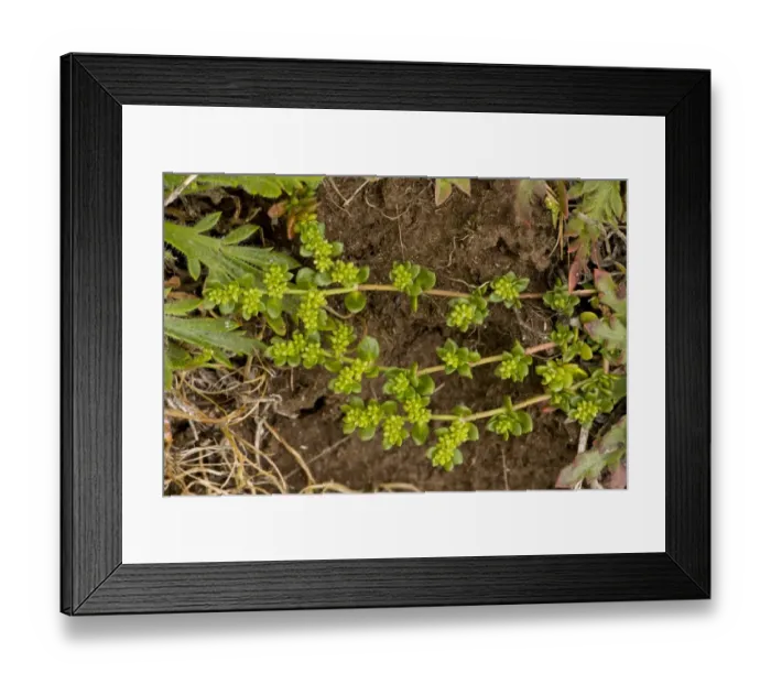 Framed Print : Fringed Rupturewort (Herniaria ciliolata ssp. ciliolata) endemic subspecies, flowering, The Lizard, Cornwall, England, may