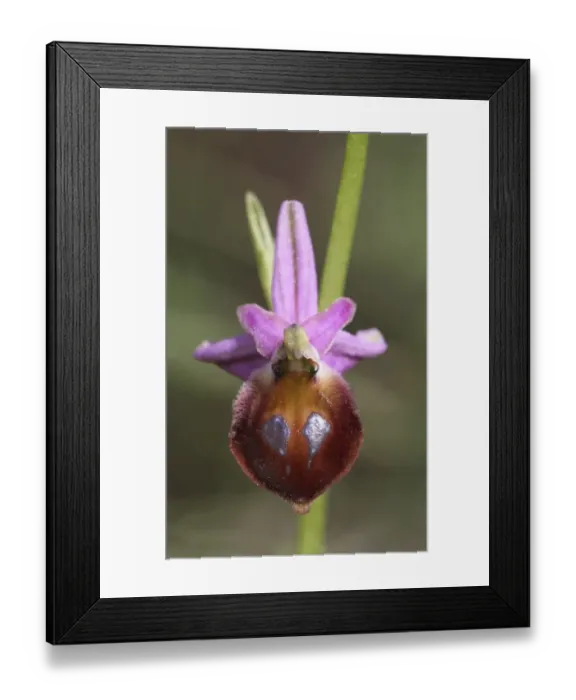 Framed Print : Argolis Orchid (Ophrys argolica) close-up of flower, Peloponesos, Southern Greece, april Framed Print : Argolis Orchid (Ophrys argolica) close-up of flower, Peloponesos, Southern Greece, april