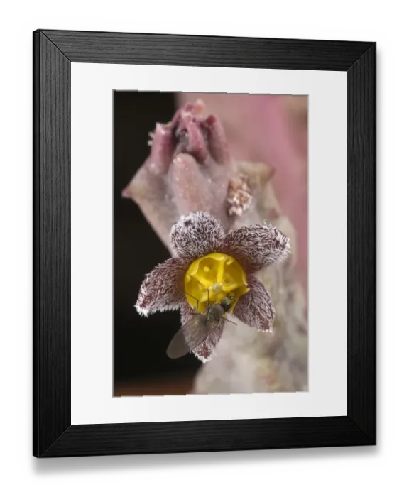 Framed Print : Cuernua (Caralluma burchardii burchardii) close-up of flower, fly attracted to flowers that smell like rotten meat, contributing to pollination, Canary Islands Framed Print : Cuernua (Caralluma burchardii burchardii) close-up of flower, fly attracted to flowers that smell like rotten meat, contributing to pollination, Canary Islands