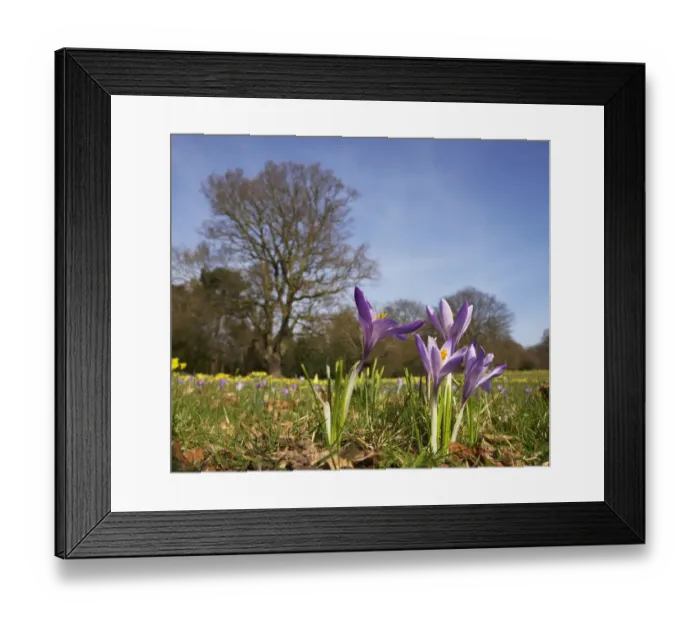Framed Print : Woodland Crocus (Crocus tommasinianus) flowering, growing in meadow habitat, Warley Place, Great Warley, Essex, England Framed Print : Woodland Crocus (Crocus tommasinianus) flowering, growing in meadow habitat, Warley Place, Great Warley, Essex, England